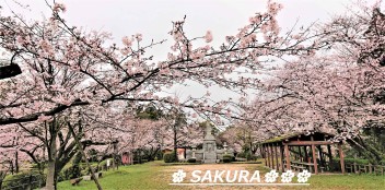 桜✿田代公園✿